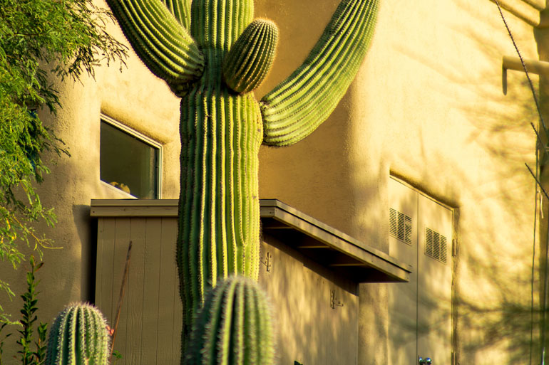 Palmer Lawn Care Xeriscape Landscaping Service Arizona