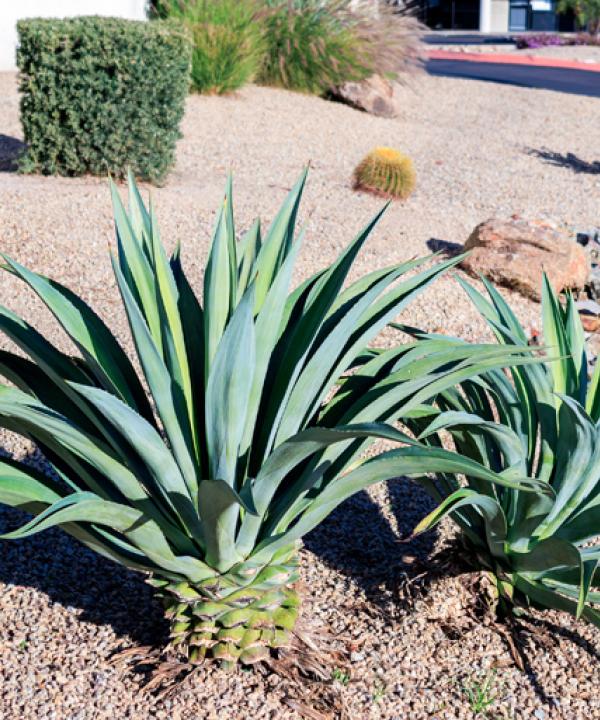 Palmer Lawn Care East Valley Phx Gravel Installation