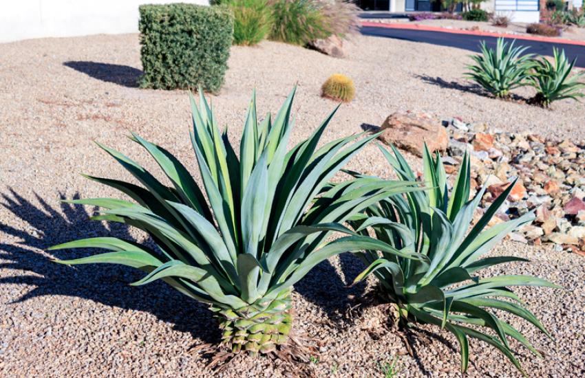 Palmer Lawn Care East Valley Phx Gravel Installation