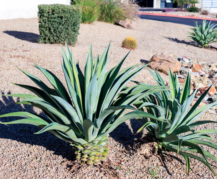 Palmer Lawn Care East Valley Phx Gravel Installation