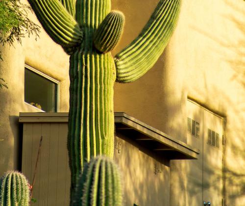 Palmer Lawn Care Xeriscape Landscaping Service Arizona