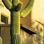 Palmer Lawn Care Xeriscape Landscaping Service Arizona